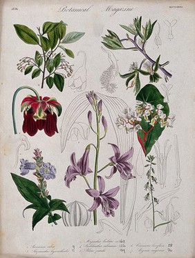 Seven garden plants, including an orchid and a begonia: flowering stems and floral segments. Coloured etching, c. 1836.