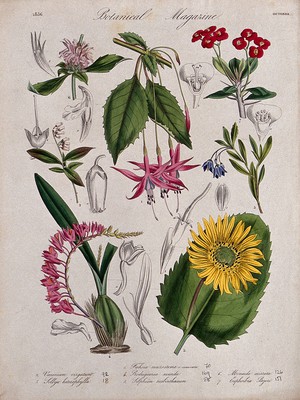 view Seven garden plants, including an orchid and a fuchsia: flowering stems and floral segments. Coloured etching, c. 1836.