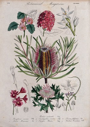 view Seven garden plants, including an orchid and an Australian honeysuckle: flowering stems and floral segments. Coloured etching, c. 1836.