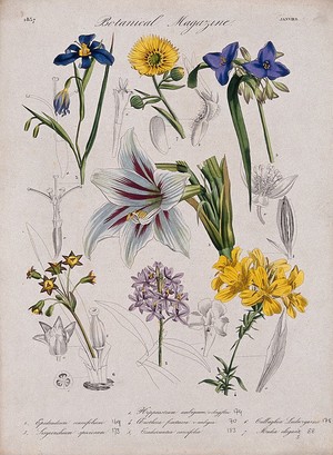 view Seven garden plants, including an orchid and an amaryllis: flowering stems and floral segments. Coloured etching, c. 1837.