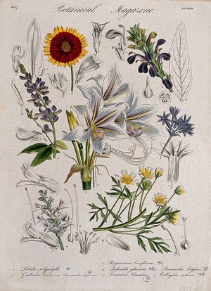 view Seven garden plants, including an amaryllis and a blanket flower: flowering stems and floral segments. Coloured etching, c. 1837.