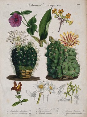 Seven plants, including two cacti (Echinocactus species): flowering stems and floral segments. Coloured etching, c. 1837.