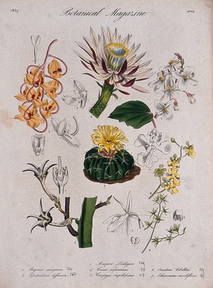 view Seven plants, including three orchids and two cacti: flowering stems and floral segments. Coloured etching, c. 1837.