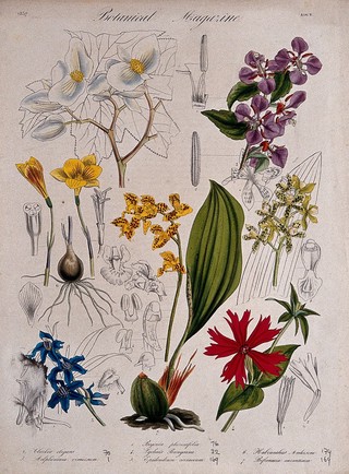 Seven garden plants, including two orchids and a begonia: flowering stems and floral segments. Coloured etching, c. 1837.