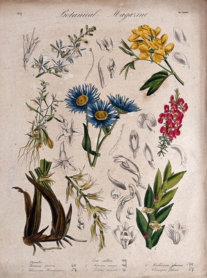 view Seven plants, including two orchids and a lobelia: flowering stems and floral segments. Coloured etching, c. 1837.