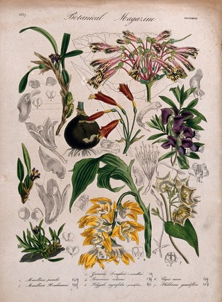 Seven plants, including three orchids and a gesneria: flowering stems and floral segments. Coloured etching, c. 1837.