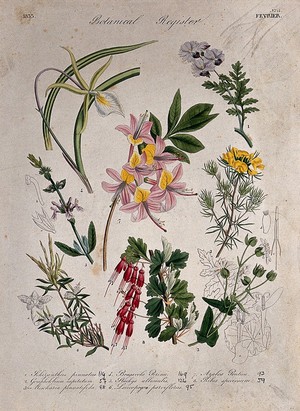 view Seven plants, including an azalea and an orchid: flowering stems. Coloured etching, c. 1833.