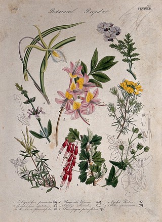 Seven plants, including an azalea and an orchid: flowering stems. Coloured etching, c. 1833.