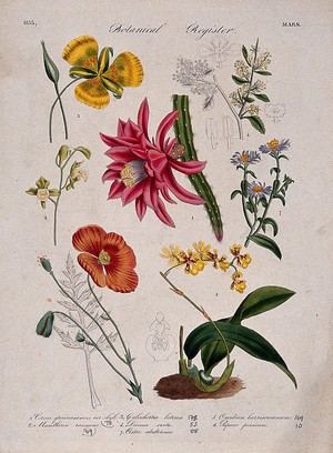 view Seven plants, including two orchids and a poppy: flowering stems. Coloured etching, c. 1833.