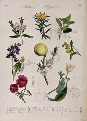 Seven plants, including a lupin and peach: flowering stems. Coloured etching, c. 1833.
