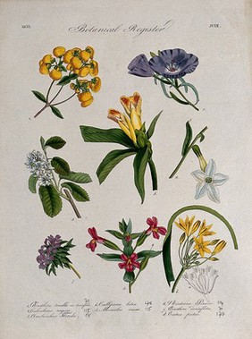 Seven plants, including a slipper flower: flowering stems. Coloured etching, c. 1833.