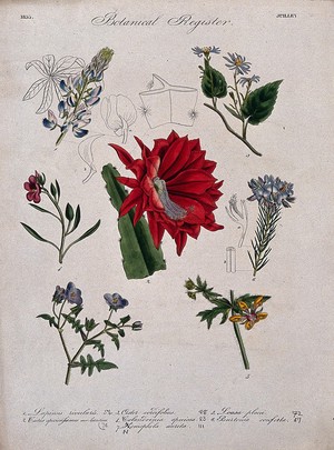 view Seven plants, including a lupin and an aster: flowering stems. Coloured etching, c. 1833.