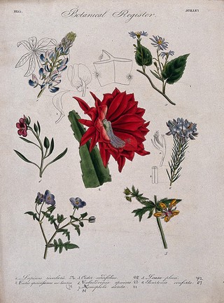 Seven plants, including a lupin and an aster: flowering stems. Coloured etching, c. 1833.
