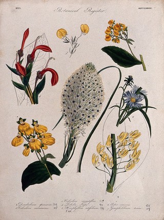 Seven plants, including an orchid and a two slipper flowers: flowering stems. Coloured etching, c. 1833.