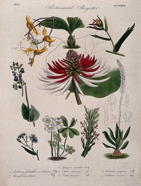 Seven plants, including two orchids and a coral tree: flowering stems. Coloured etching, c. 1833.