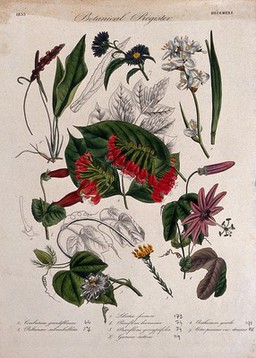 Eight plants, including two passion flowers: flowering stems. Coloured etching, c. 1833.