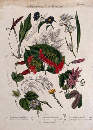 Eight plants, including two passion flowers: flowering stems. Coloured etching, c. 1833.
