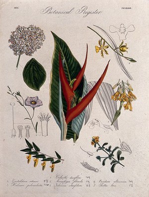 view Seven plants, including a lobster-claw flower and two orchids: flowering stems. Coloured etching, c. 1834.