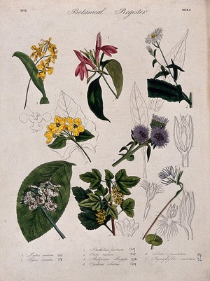 view Seven plants, including a pear, an aster and two orchids: flowering stems. Coloured etching, c. 1834.