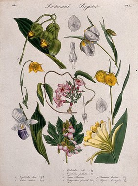 Eight plants, including two mariposa lilies and two orchids: flowering stems. Coloured etching, c. 1834.