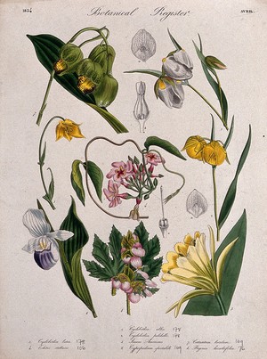 view Eight plants, including two mariposa lilies and two orchids: flowering stems. Coloured etching, c. 1834.