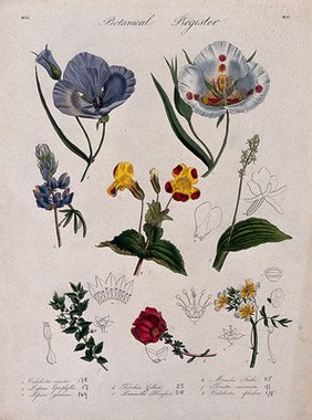 Eight plants, including two mariposa lilies and a monkey flower: flowering stems. Coloured etching, c. 1834.