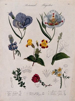 view Eight plants, including two mariposa lilies and a monkey flower: flowering stems. Coloured etching, c. 1834.