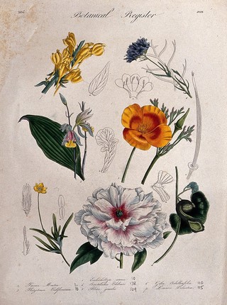 Seven plants, including an orchid, a paeony and a toadflax: flowering stems. Coloured etching, c. 1834.