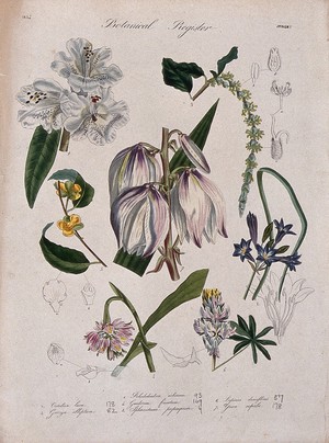 view Seven plants, including a rhododendron and a yucca: flowering stems. Coloured etching, c. 1834.