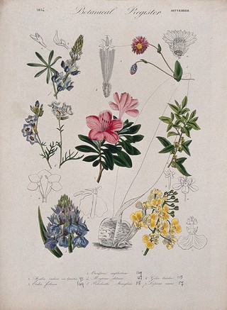 Seven plants, including two orchids and an azalea: flowering stems. Coloured etching, c. 1834.