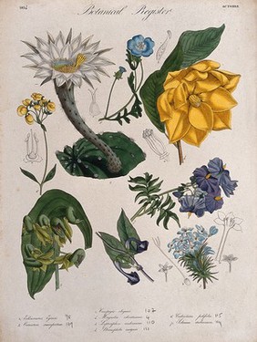 Eight plants, including an orchid, a magnolia and a cactus: flowering stems. Coloured etching, c. 1834.