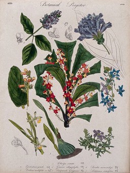 Seven plants, including an orchid, a campanula and a penstemon: flowering stems. Coloured etching, c. 1835.
