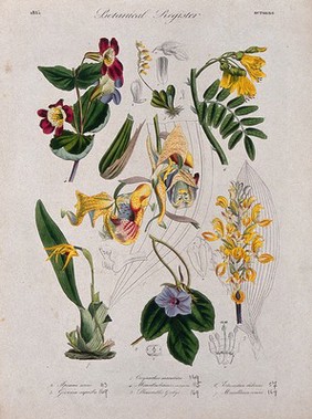 Seven plants, including three orchids and a monkey flower: flowering stems. Coloured etching, c. 1835.