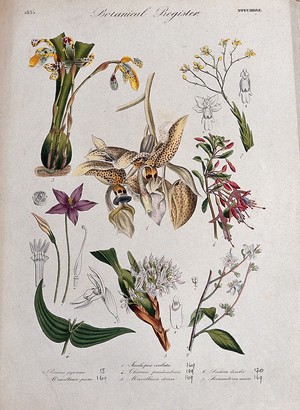 view Seven plants, including four orchids and a fuchsia: flowering stems. Coloured etching, c. 1835.
