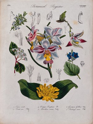 view Seven plants, including two orchids: flowering stems. Coloured etching, c. 1835.