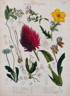 Eight plants, including two orchids and a celosia: flowering stems. Coloured etching, c. 1836.
