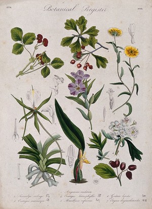 view Seven plants, including two orchids and two hawthorns: flowering stems. Coloured etching, c. 1836.