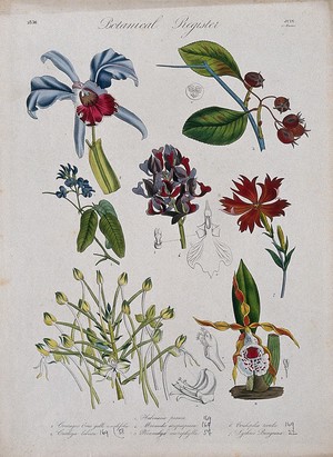 view Seven plants, including four orchids and a campion: flowering stems. Coloured etching, c. 1836.