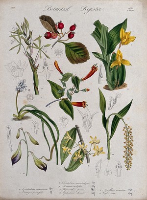 view Eight plants, including five orchids: flowering stems. Coloured etching, c. 1836.