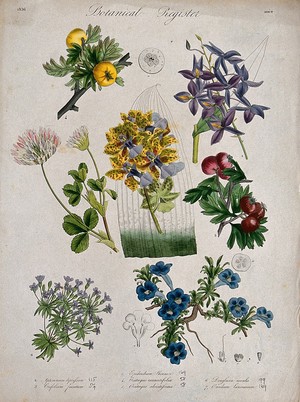 view Seven plants, including two orchids and two hawthorns: flowering stems. Coloured etching, c. 1836.