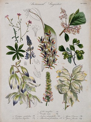 view Eight plants, including an orchid and two yuccas: flowering stems. Coloured etching, c. 1836.