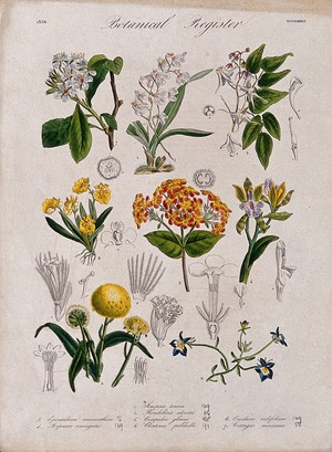 view Eight plants, including three orchids and a hawthorn: flowering stems. Coloured etching, c. 1836.