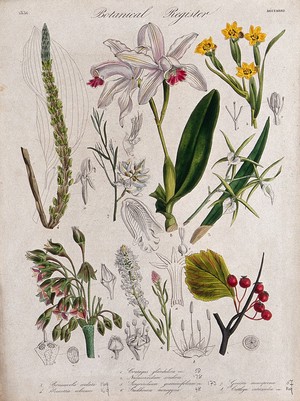 view Eight plants, including three orchids and a hawthorn: flowering stems. Coloured etching, c. 1836.