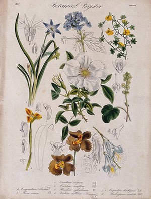 view Eight plants, including three orchids and a rose: flowering stems. Coloured etching, c. 1837.