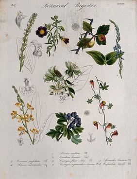 Eight plants, including two orchids and two hawthorns: flowering stems. Coloured etching, c. 1837.