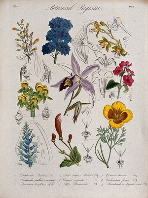 view Nine plants, including three orchids, a phlox and a delphinium: flowering stems. Coloured etching, c. 1837.