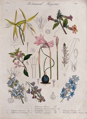 view Eight plants, including two orchids, a delphinium and a laburnum: flowering stems. Coloured etching, c. 1837.