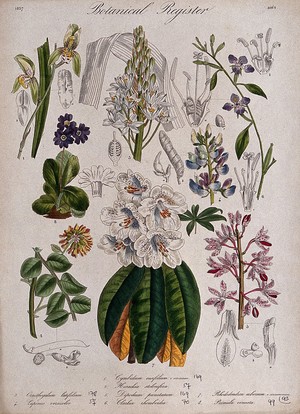 view Eight plants, including two orchids, a primrose and a rhododendron: flowering stems. Coloured etching, c. 1837.