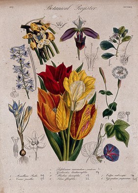 Eight plants, including two orchids, a crocus and some tulips: flowering stems. Coloured etching, c. 1837.