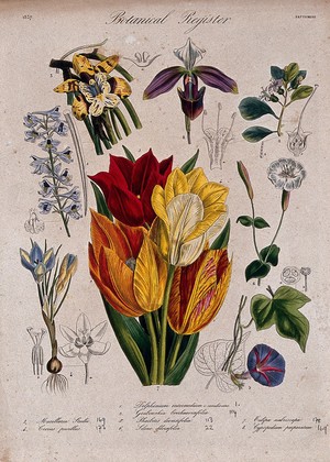 view Eight plants, including two orchids, a crocus and some tulips: flowering stems. Coloured etching, c. 1837.